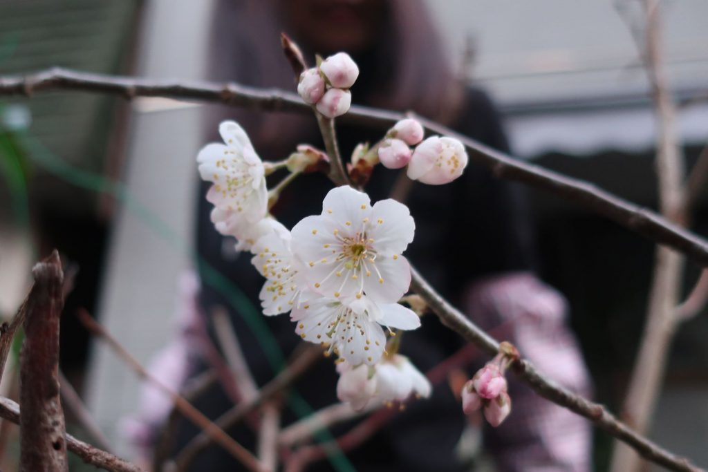 ｅトコの桜が開花