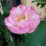 蓮の花