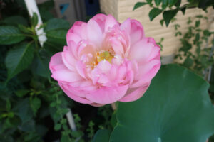 蓮の花