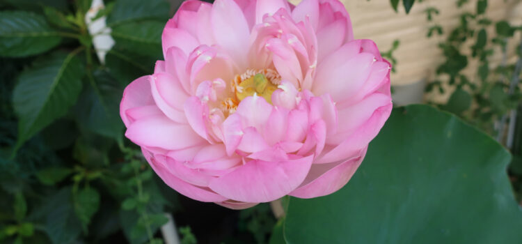蓮の花が咲きました ~eトコガーデン~ 蓮の花が咲きました ~eトコガーデン~